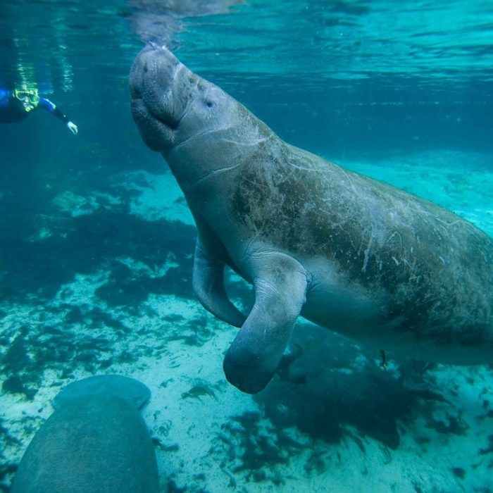 manatee-387194_1280